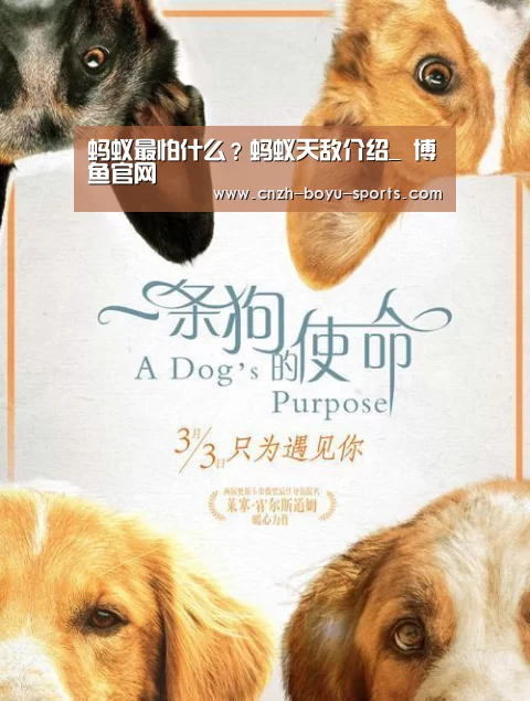 蚂蚁最怕什么?蚂蚁天敌介绍_ 博鱼官网(图1) 博鱼官网