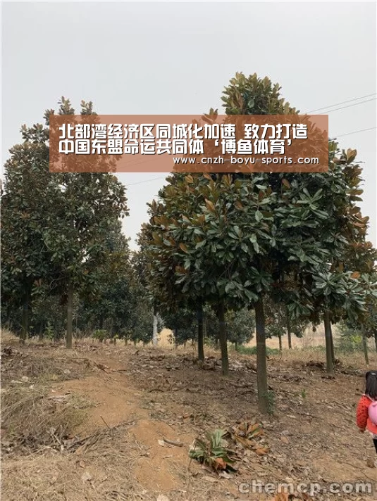 北部湾经济区同城化加速 致力打造中国东盟命运共同体‘博鱼体育’(图1) 博鱼官网